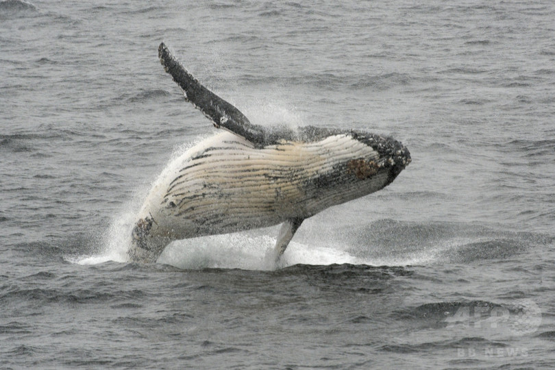 ザトウクジラが釣り舟に激突、4人負傷 豪沖 ザトウクジラが釣り舟に激突、4人負傷 豪沖