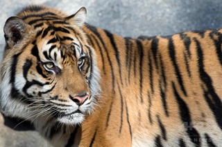 スマトラトラ、森林伐採で絶滅危機に 研究 スマトラトラ、森林伐採で絶滅危機に 研究