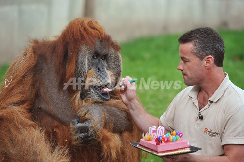 50歳の誕生日にケーキほおばる、オランウータンの「メジャー」 50歳の誕生日にケーキほおばる、オランウータンの「メジャー」