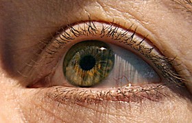 なぜ「まつげ」はあるのか?謎の解明に迫る 米研究 なぜ「まつげ」はあるのか?謎の解明に迫る 米研究