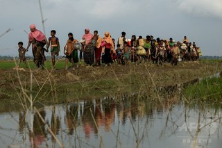 ミャンマー政府、ロヒンギャの水田で収穫に着手 ミャンマー政府、ロヒンギャの水田で収穫に着手