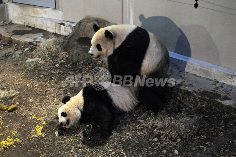 パンダの交尾を2回確認、上野動物園 パンダの交尾を2回確認、上野動物園