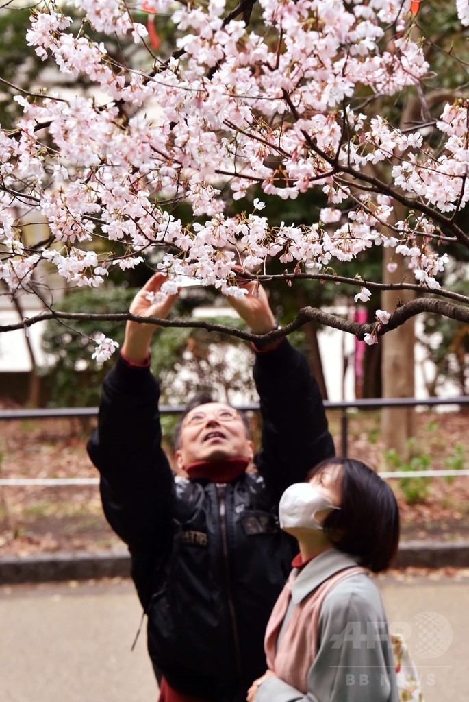 【国際】桜の起源に「韓国は無関係」 「桜は中国を起源とし、日本で発展した」、中国が日韓の論争に参戦