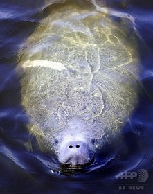 マナティー、絶滅危惧種リストから除外 個体数回復の努力実る マナティー、絶滅危惧種リストから除外 個体数回復の努力実る