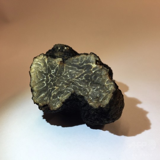 仏パリで「天然トリュフ」発見 仏パリで「天然トリュフ」発見