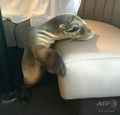 すやすや眠る赤ちゃんアシカ、海辺のレストラン座席で発見 米 すやすや眠る赤ちゃんアシカ、海辺のレストラン座席で発見 米