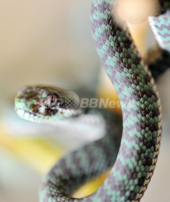 ヘビを探知する特殊機能、サルの脳内に発見 米研究