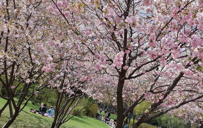 オーストリアで桜が満開に ウィーンの市立公園 オーストリアで桜が満開に ウィーンの市立公園