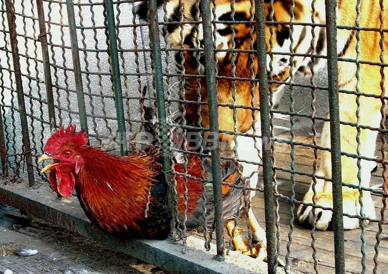 肉食獣にトウモロコシのパン、動物園で「集団墓地」見つかる 中国 肉食獣にトウモロコシのパン、動物園で「集団墓地」見つかる 中国