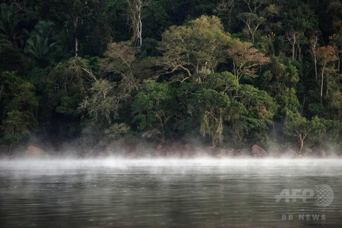 世界の樹木種を初調査、9600種が絶滅危機 世界の樹木種を初調査、9600種が絶滅危機