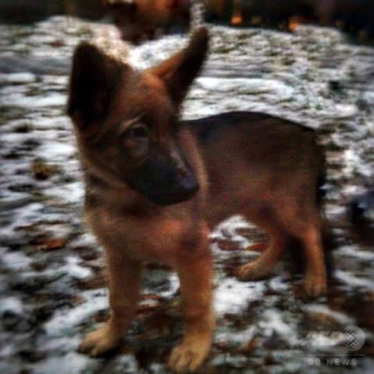 フランス、ロシアからの子犬贈呈受け入れ 警察犬「殉職」で フランス、ロシアからの子犬贈呈受け入れ 警察犬「殉職」で