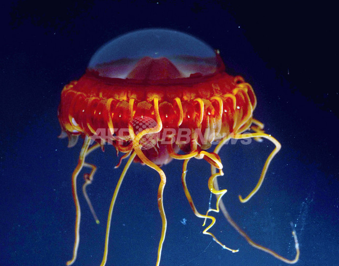 フィリピン南のセレベス海で海洋調査、多様な海洋生物を確認 写真8枚 国際ニュース：AFPBB News