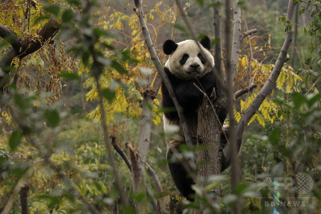 【環境】中国の野生パンダ、過去10年で約17％増加 飼育個体も大幅増