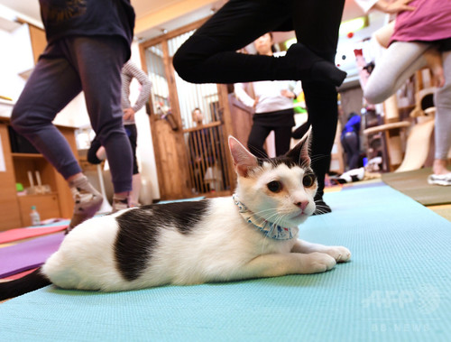 犬や猫と楽しむヨガ教室 首都圏で人気じわり 犬や猫と楽しむヨガ教室 首都圏で人気じわり