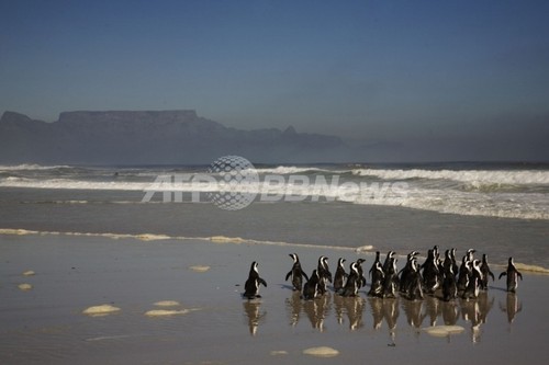 冬の寒さでペンギン500羽が死亡、南ア 冬の寒さでペンギン500羽が死亡、南ア