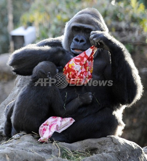 上野動物園でゴリラの赤ちゃん誕生 上野動物園でゴリラの赤ちゃん誕生