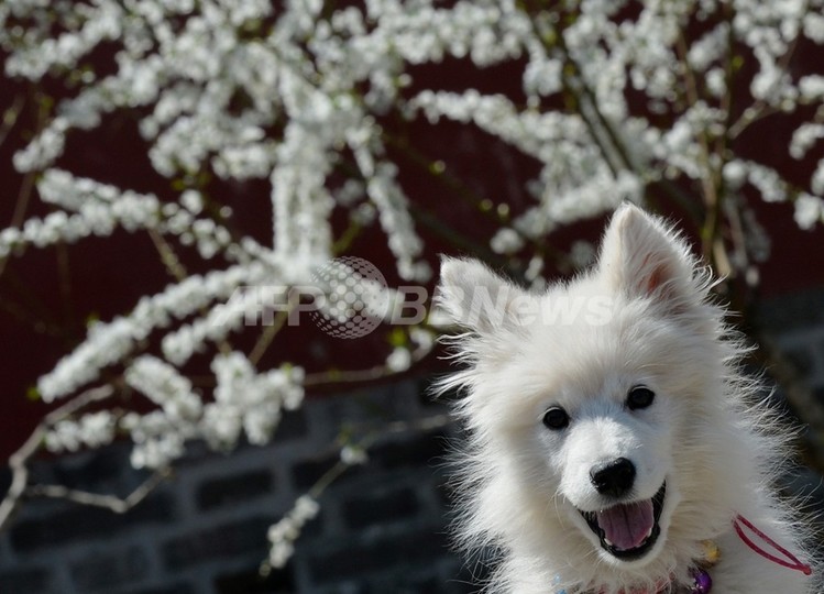 中国の地震予知犬、毎夜の「誤報」に近隣住民がうんざり 中国の地震予知犬、毎夜の「誤報」に近隣住民がうんざり