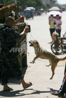 犬の登録と予防接種で狂犬病対策、未登録の犬は1億5000万匹も 中国 犬の登録と予防接種で狂犬病対策、未登録の犬は1億5000万匹も 中国