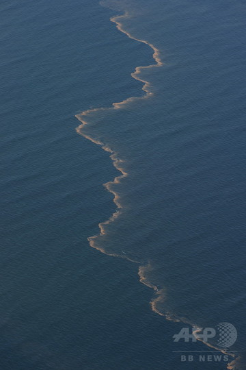 イルカの肺疾患と大量死、BP原油流出に起因 研究報告 イルカの肺疾患と大量死、BP原油流出に起因 研究報告