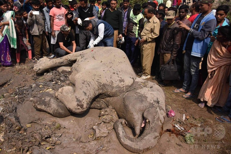 ゾウの群れに旅客列車が衝突、4頭死ぬ インド ゾウの群れに旅客列車が衝突、4頭死ぬ インド