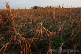 米国産トウモロコシの干ばつ耐性が低下、米研究 米国産トウモロコシの干ばつ耐性が低下、米研究