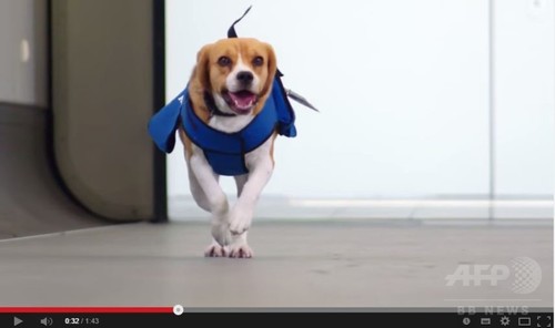 KLMオランダ航空のビーグル犬動画、作り話だった KLMオランダ航空のビーグル犬動画、作り話だった