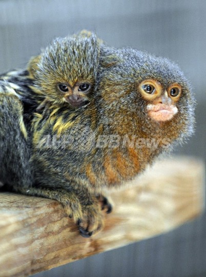 脊髄損傷の小型サル、iPS細胞で歩けるように 慶応大 脊髄損傷の小型サル、iPS細胞で歩けるように 慶応大