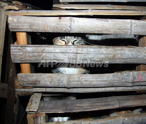 食べられる寸前!飼いネコ300匹を保護 上海 食べられる寸前!飼いネコ300匹を保護 上海