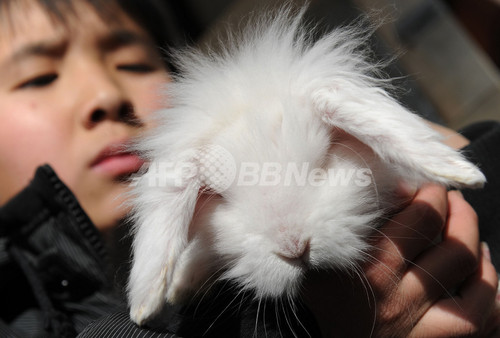 卯年はウサギ受難の年?動物愛護団体が懸念 卯年はウサギ受難の年?動物愛護団体が懸念