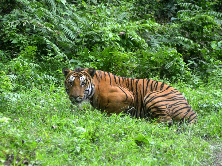 インドの野生トラ生息数、4年間で3割増 インドの野生トラ生息数、4年間で3割増
