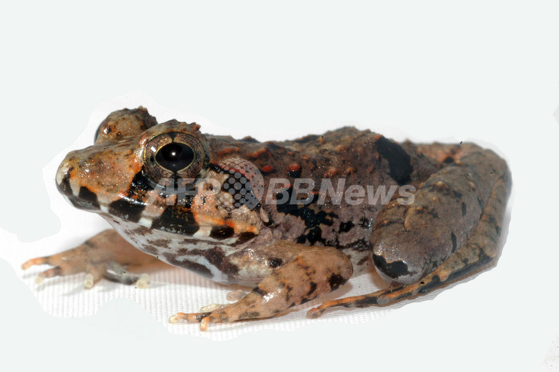 マレーシア・ボルネオ島で新種のカエル発見 マレーシア・ボルネオ島で新種のカエル発見