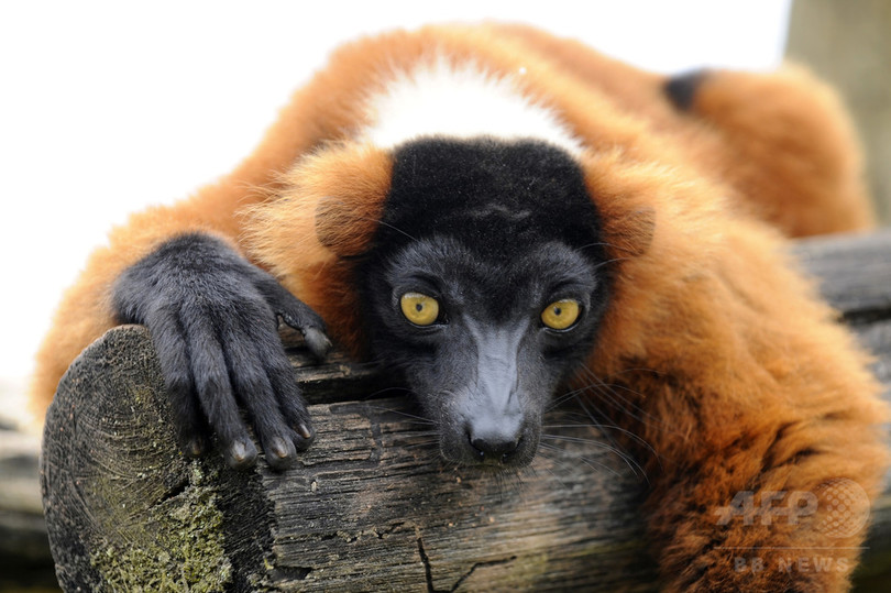 夜行性から昼行性に完全移行した初の哺乳類は霊長類 恐竜絶滅後 研究 夜行性から昼行性に完全移行した初の哺乳類は霊長類 恐竜絶滅後 研究