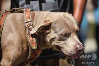 靴下のにおいでマラリア検出、探知犬を訓練 研究 靴下のにおいでマラリア検出、探知犬を訓練 研究