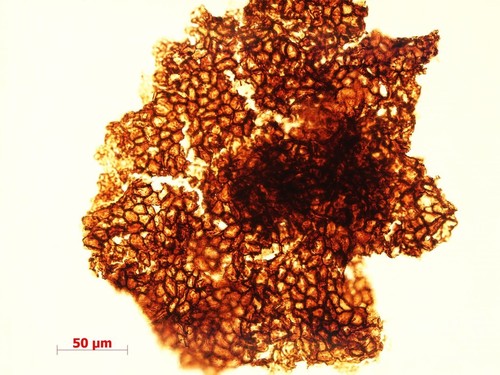 複雑な多細胞生物、従来説より10億年早く誕生か 化石研究 複雑な多細胞生物、従来説より10億年早く誕生か 化石研究