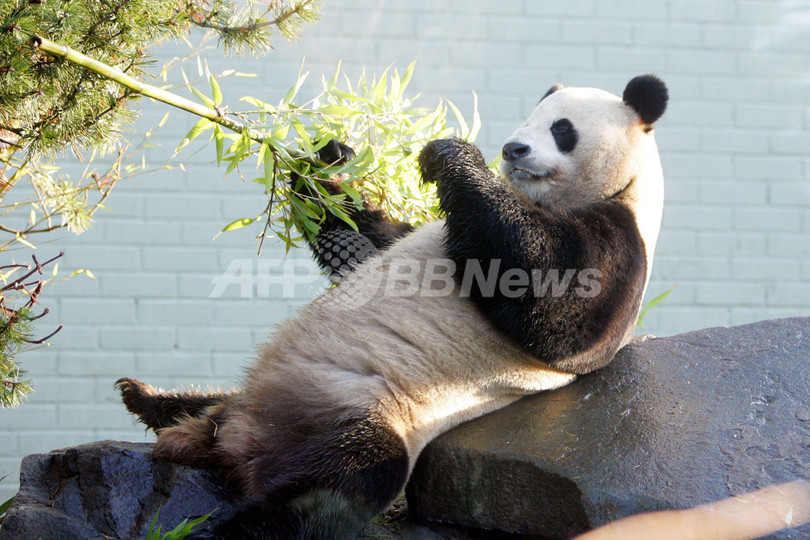 エディンバラ動物園、パンダ2頭を一般公開 エディンバラ動物園、パンダ2頭を一般公開