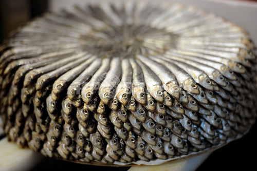 「不気味な魚」食べて海を守ろう、イタリアでスローフードイベント 「不気味な魚」食べて海を守ろう、イタリアでスローフードイベント