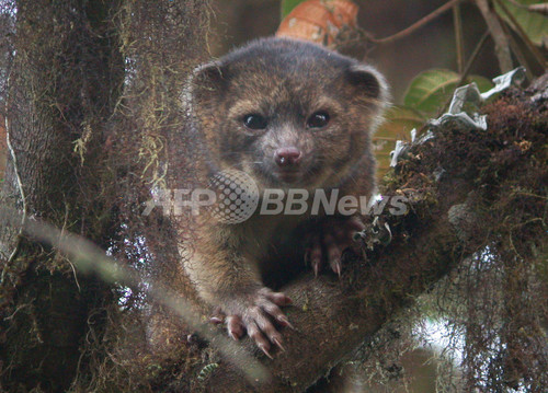 テディベア似の新種小動物、南米の森で発見 テディベア似の新種小動物、南米の森で発見