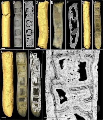 世界最古の多細胞植物か、インドで発見の藻類化石 研究 世界最古の多細胞植物か、インドで発見の藻類化石 研究