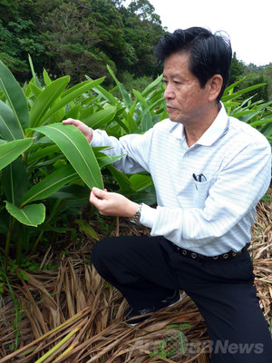 沖縄の長寿の秘密、「ゲットウ」 沖縄の長寿の秘密、「ゲットウ」