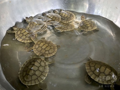 絶滅危惧種のロイヤルタートル 子ガメ誕生で希望 カンボジア 絶滅危惧種のロイヤルタートル 子ガメ誕生で希望 カンボジア