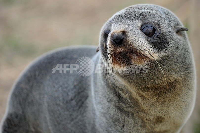 オーストラリアの浜辺にオットセイ53頭の死骸 オーストラリアの浜辺にオットセイ53頭の死骸