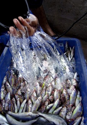 2050年までに商業漁業が不可能になる恐れ、国連環境計画が警鐘