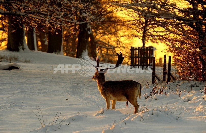 交通事故で年間7万4000頭の野生シカが犠牲に、英国 交通事故で年間7万4000頭の野生シカが犠牲に、英国