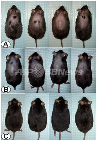ストレス阻害物質に発毛効果を発見、米実験中に偶然 ストレス阻害物質に発毛効果を発見、米実験中に偶然