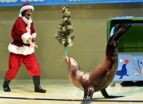 ツリーを鼻に乗せポーズ! 都内の水族館でXマスショー ツリーを鼻に乗せポーズ! 都内の水族館でXマスショー