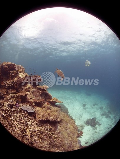 前例ない水深にサンゴ礁を発見、グレートバリアリーフ 前例ない水深にサンゴ礁を発見、グレートバリアリーフ