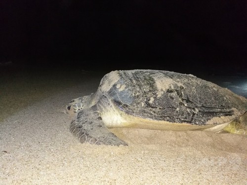 150キロのウミガメの産卵、中国 150キロのウミガメの産卵、中国