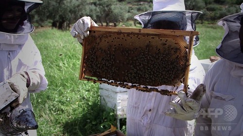 養蜂で家計を支えるパレスチナ女性、農業支援プロジェクト
