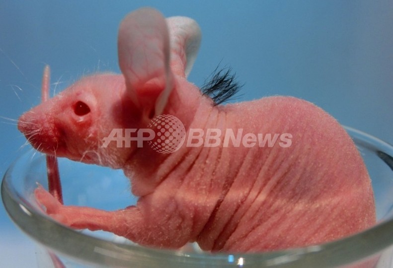 毛のないマウスに毛が生えた!幹細胞移植で何度も再生、東京理科大 毛のないマウスに毛が生えた!幹細胞移植で何度も再生、東京理科大