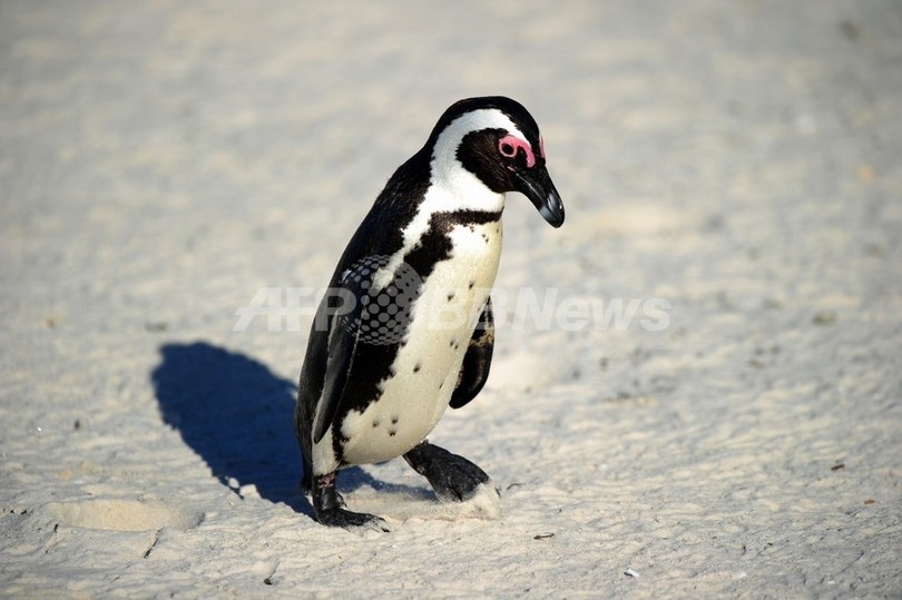 ブラジル沿岸部に大量の死がい、ペンギン530羽など餓死か ブラジル沿岸部に大量の死がい、ペンギン530羽など餓死か